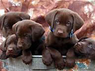 Puppies and dogs, caring for your puppy or adult dog by Milford CT veterinarian Kenneth Preli