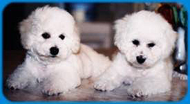 Puppy and adult dog care, caring for puppies and dogs, including shots and vaccinations, diseases, pet training