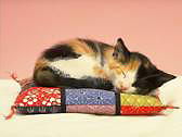 Caring for kittens and cats, Companion Animal Hospital of Milford CT offers kitten and cat care advice on shots and vaccinations, cat diseases, fleas and ticks, toilet traiing cats and kittens, feline pet care advice and guidelines