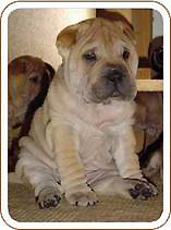 milford ct vet,veterinarian milford connecticut,veterinary care,animal hospital,animal clinic,pet doctor,animal doctor,milford,connecticut,companion animal hospital milford,veterinary examinations,exams,pet immunizations,veterinary dentistry,veterinary surgery,emergency veterinary care,dog,cat,dogs,cats,pets,pet shots,special diets,pet foods,kenneth preli,stratford,west haven,new haven,orange,derby,ansonia,shelton