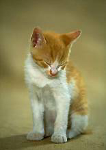 Pet care, pet training, caring for your adult cats and kittens, feline diseases, toilet training, diseases, shots, vaccinations are provided by veterinarian Dr. Kenneth Preli whose veterinary practice is Companion animal hospital of milford connecticut.
