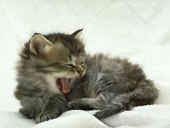 Caring for your kitten and adult cat, guidelines from Milford Ct animal clinic Companion Animal Hospital of Milford Connecticut