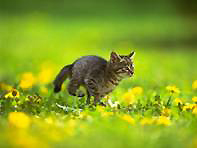 Feline toilet traiing, Milford CT veterinarian Dr. Ken Preli offers kitten and cat care advice on everything from feeding and playing with your pet to pet training.